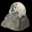 Nice Discoscaphites Gulosus Ammonite Cluster - South Dakota #44026-2